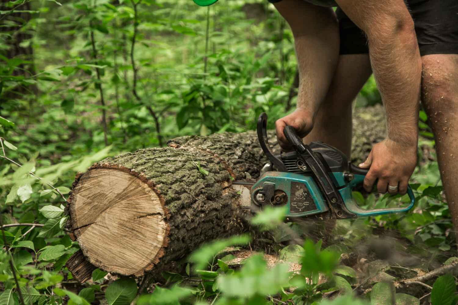 Best Tree Root Removal  in Macon, MO